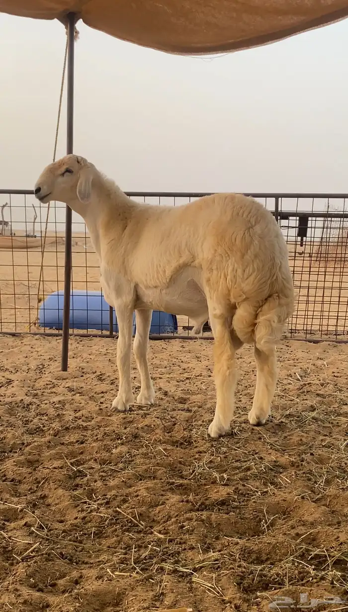 مشروع فحل صنف 0