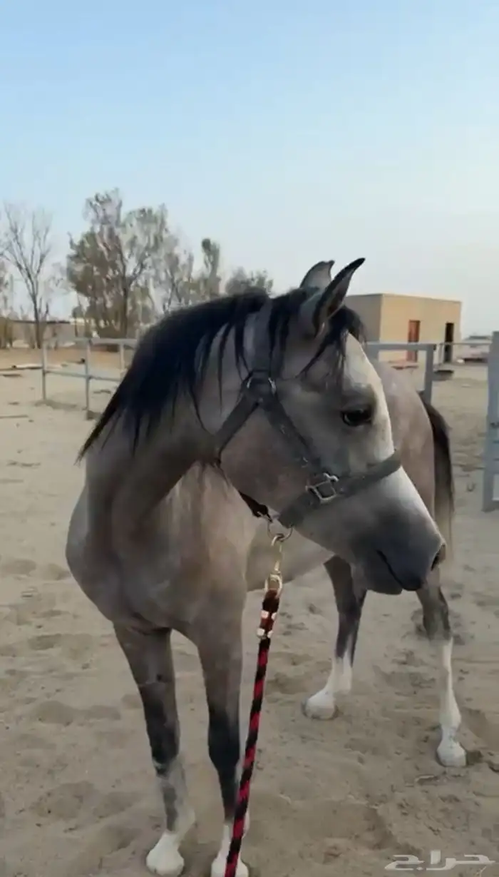 مهره من فواخر الشعبيات 2