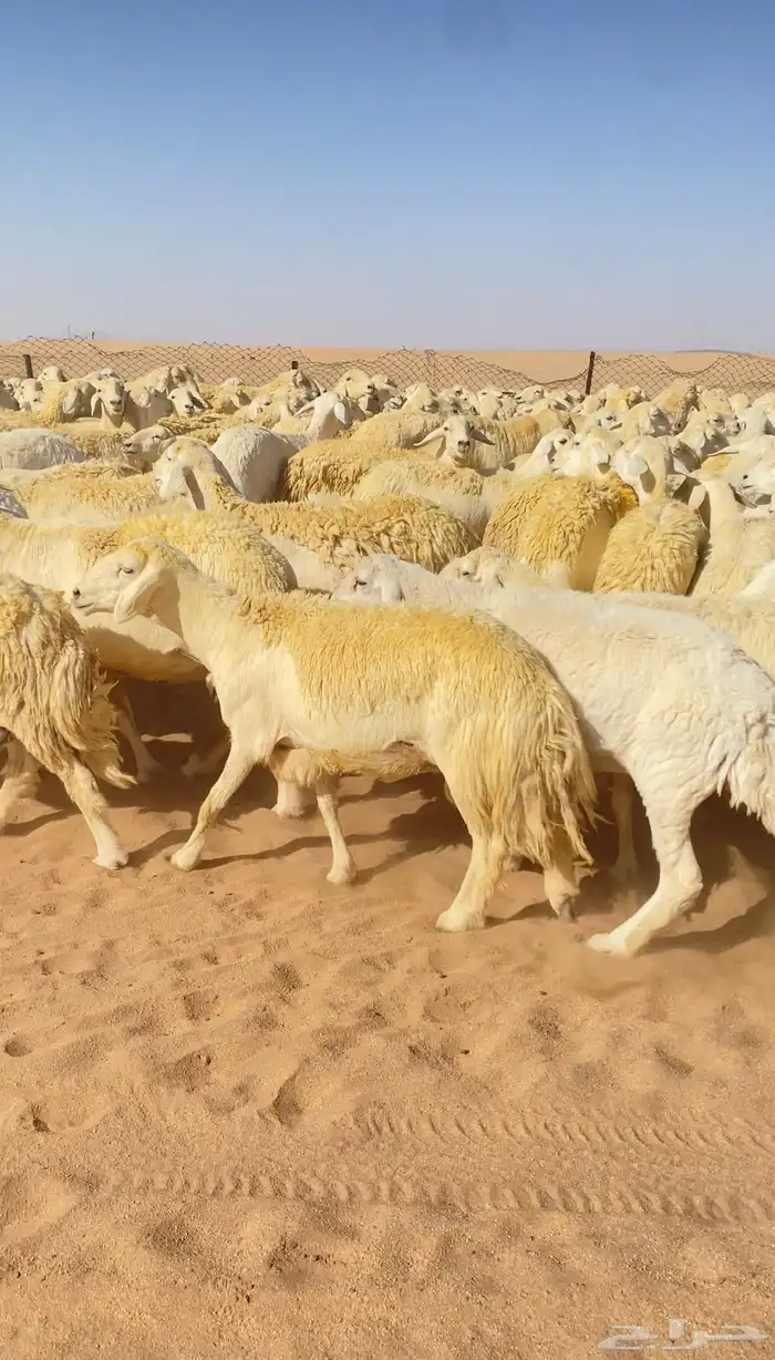 غنم حريات و رخال مراح حرش درجه اولى عدد 283 7