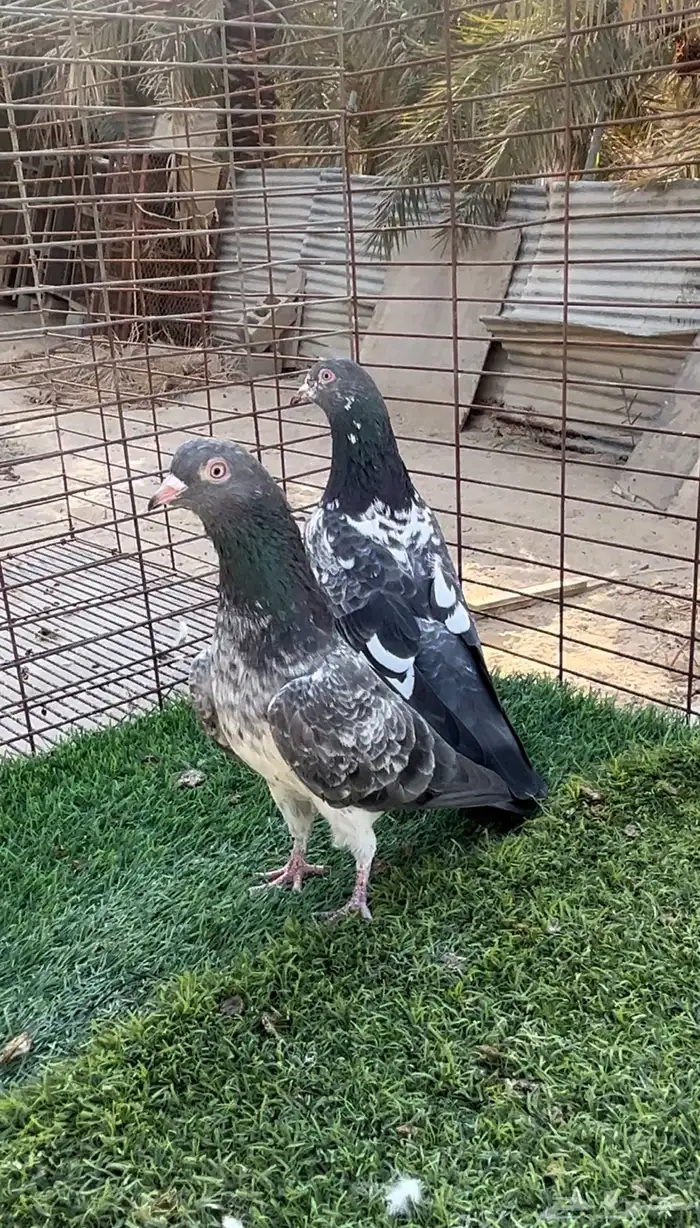حمام بكستاني. 0