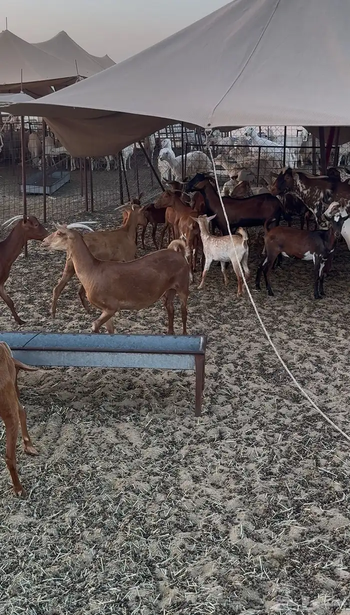 معزا جنوبية تهاميه عنز مع الفحل 2