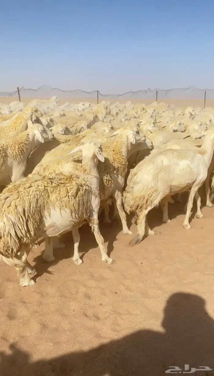غنم حريات و رخال مراح حرش درجه اولى عدد 283 4