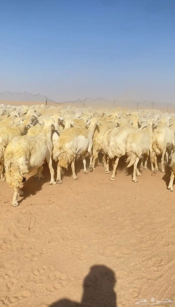 غنم حريات و رخال مراح حرش درجه اولى عدد 283 13