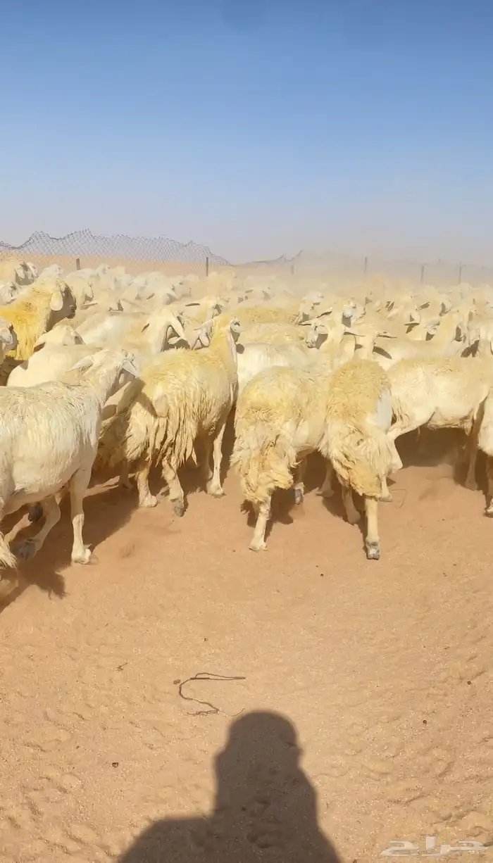 غنم حريات و رخال مراح حرش درجه اولى عدد 283 14