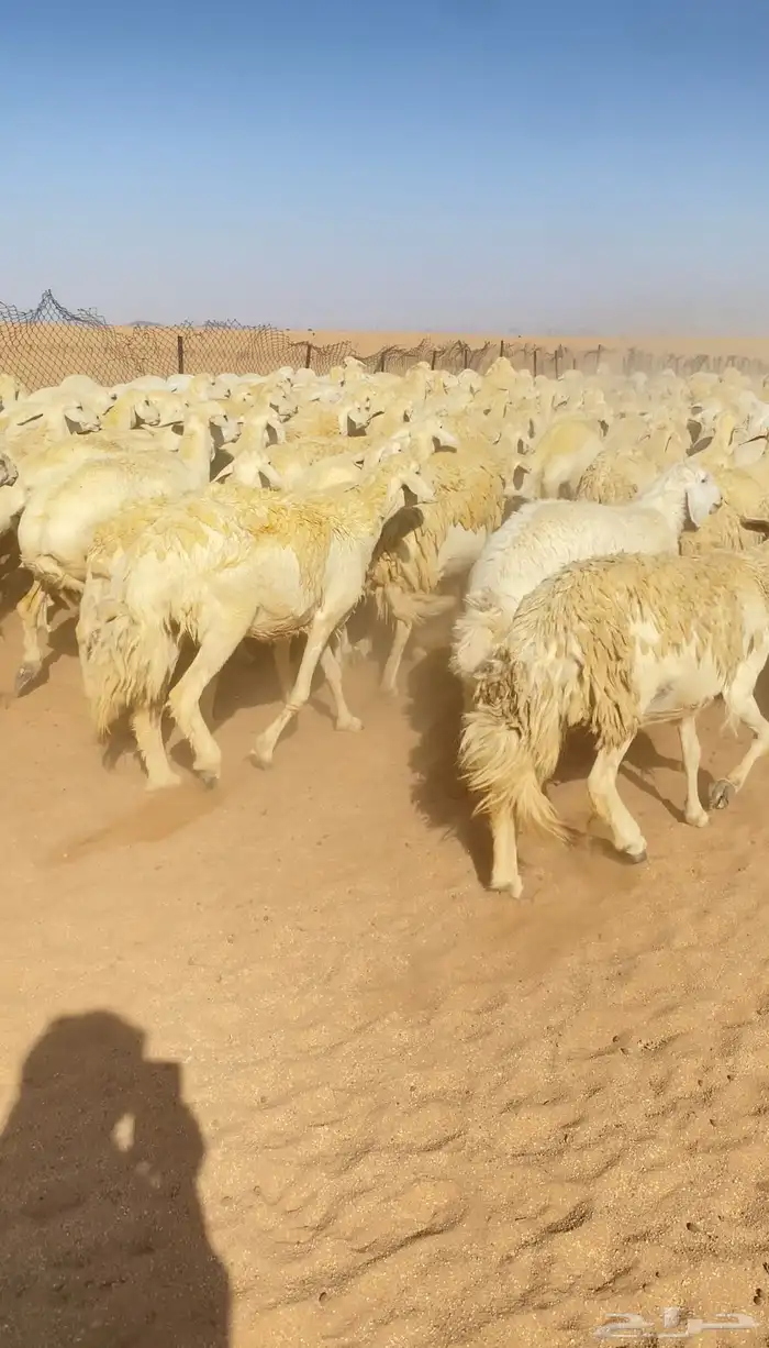 غنم حريات و رخال مراح حرش درجه اولى عدد 283 18