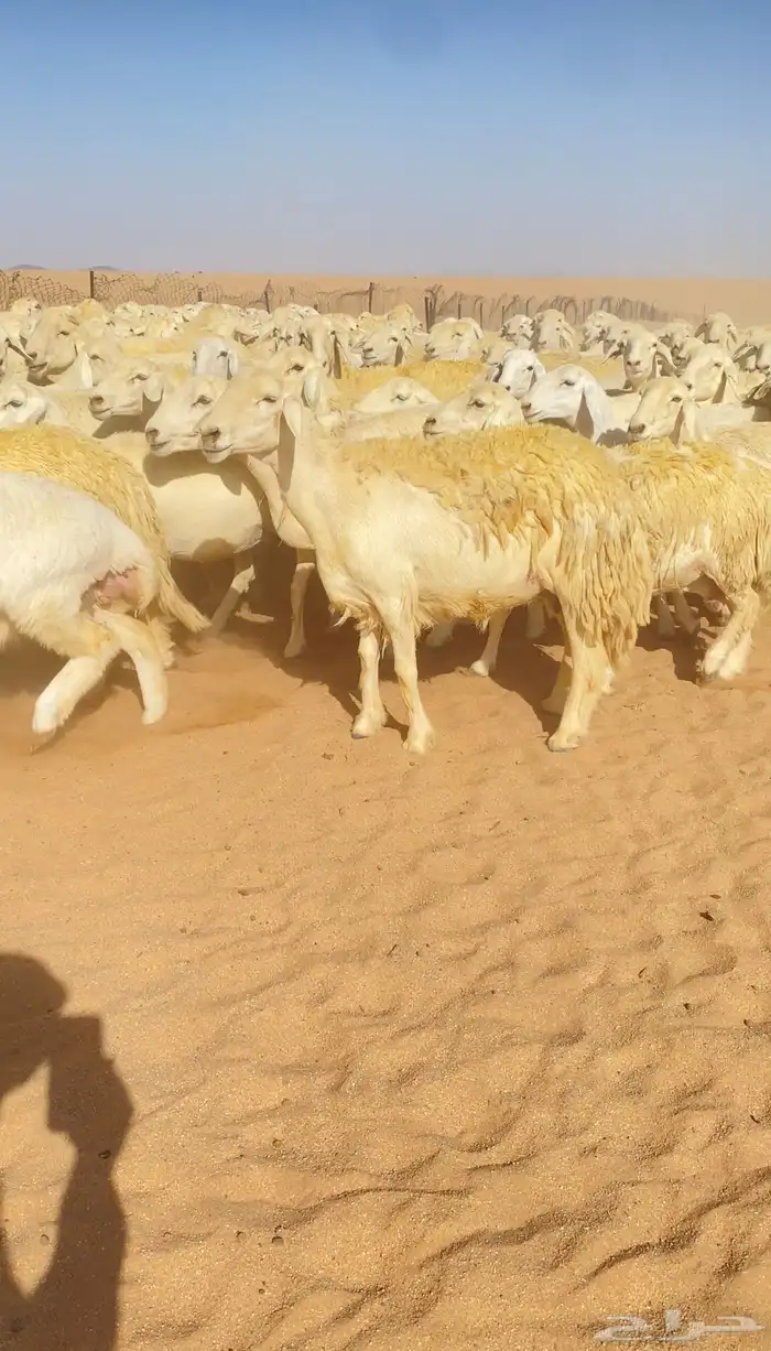 غنم حريات و رخال مراح حرش درجه اولى عدد 283 5