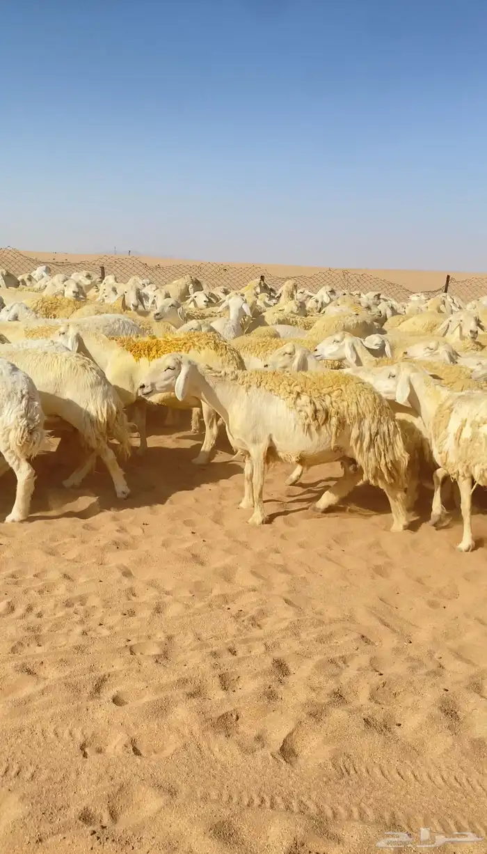 غنم حريات و رخال مراح حرش درجه اولى عدد 283 19