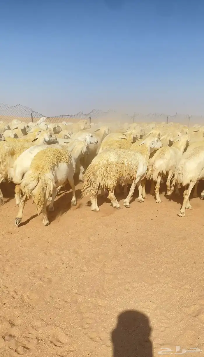 غنم حريات و رخال مراح حرش درجه اولى عدد 283 11