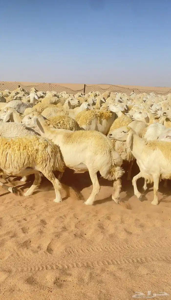 غنم حريات و رخال مراح حرش درجه اولى عدد 283 20