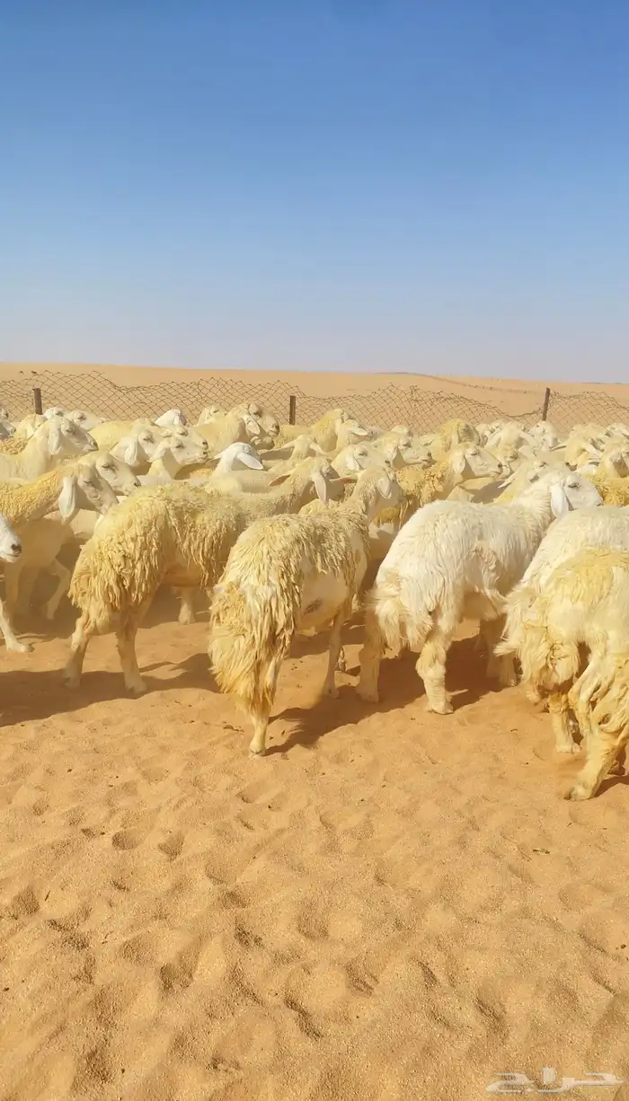 غنم حريات و رخال مراح حرش درجه اولى عدد 283 17
