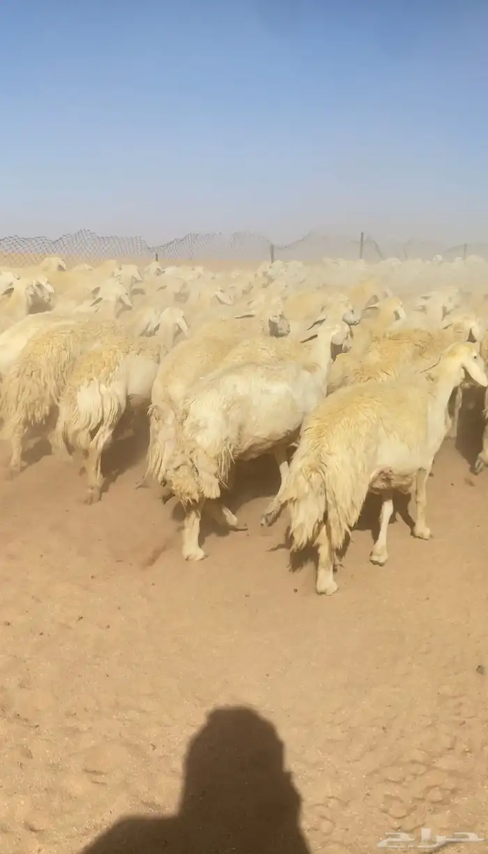 غنم حريات و رخال مراح حرش درجه اولى عدد 283 16
