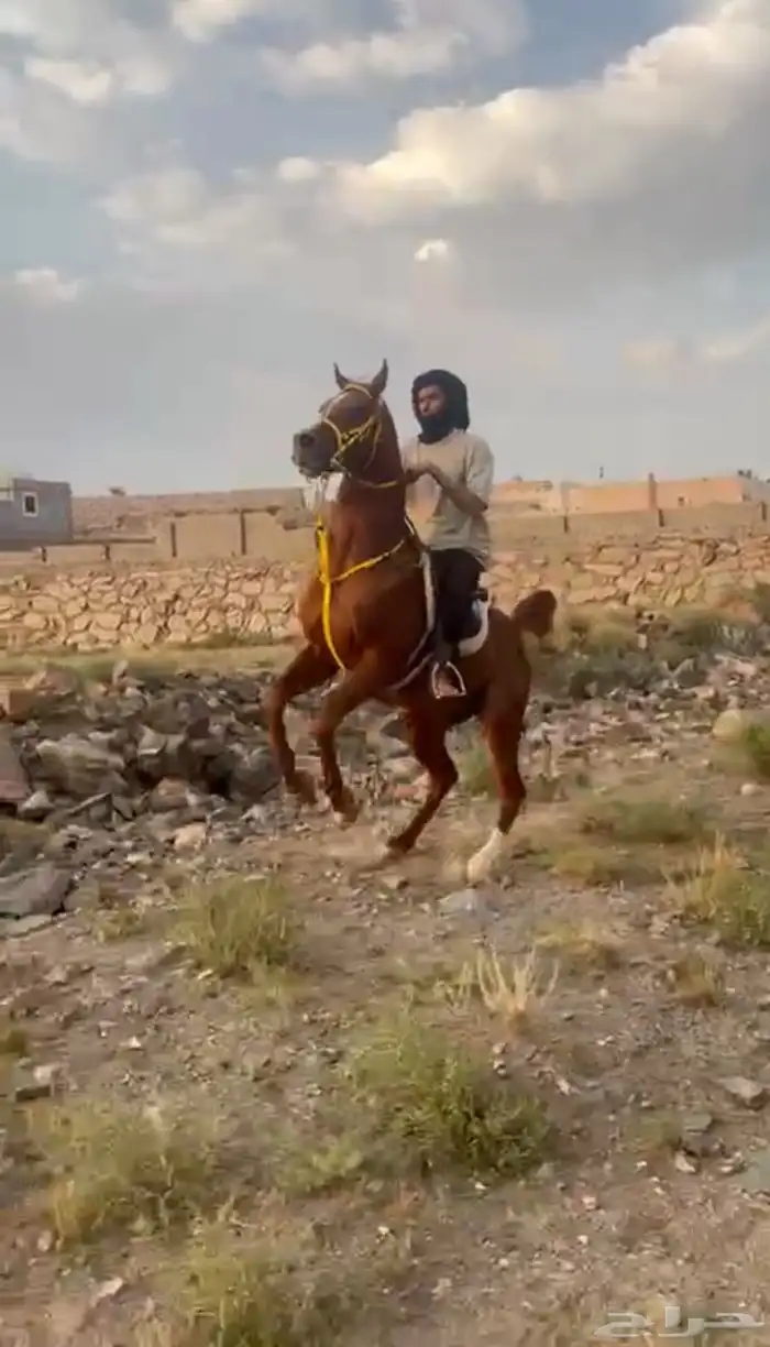 حصان واهو فحل مربط وعليه انتاجات 7