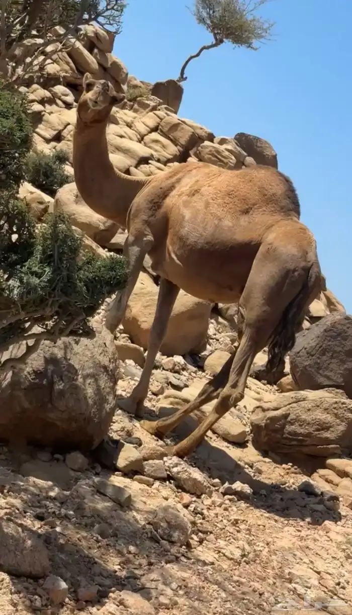 ناقه حمرا 0