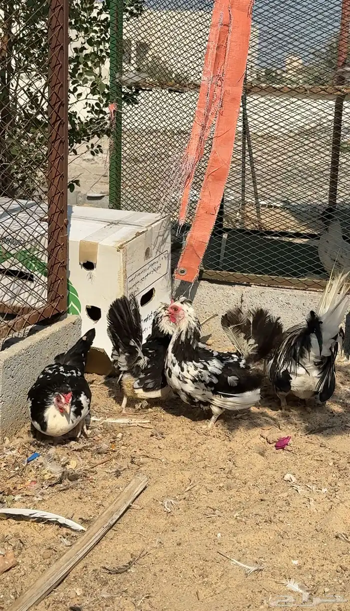 دجاج حباحب بطاريق مستوى فاخر 3