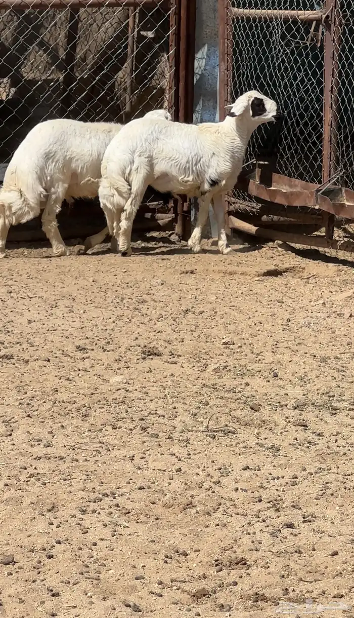 خرفان جذعان 0