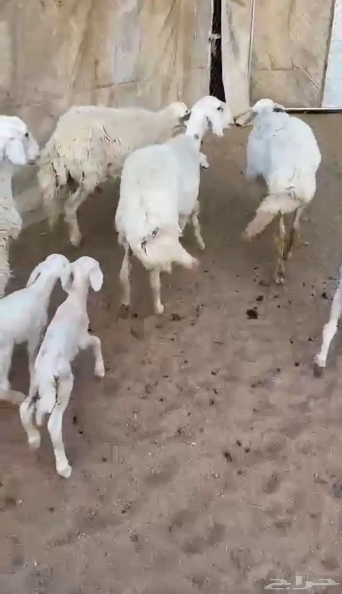 4 رخال تحتها 5 جذعات 1