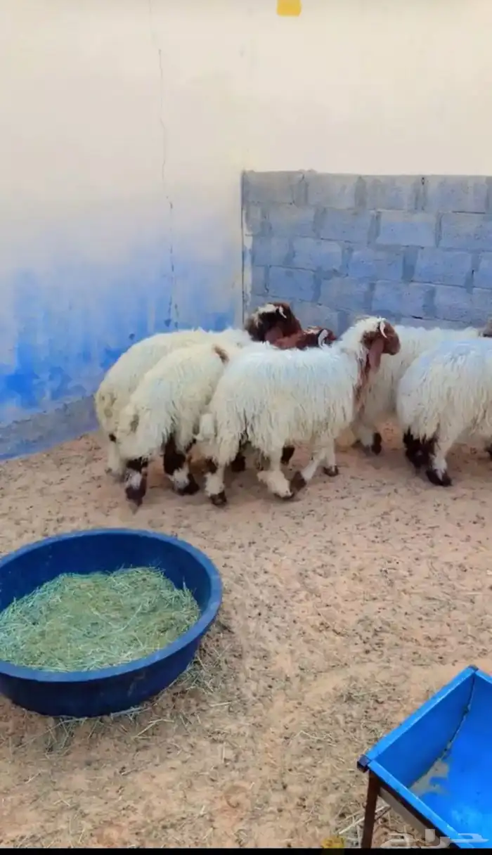 طليان نعيم الريآض حي الشفآء آي مكان نوصل فيه ذبح باقي آثنين 1