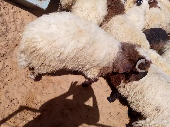 طليان نعيم للبيع 6