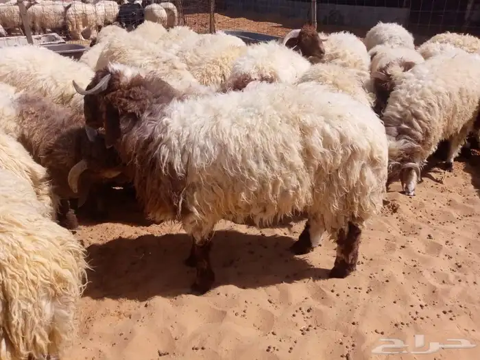 طليان نعيم للبيع 2