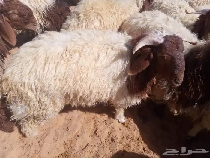 طليان نعيم للبيع 5