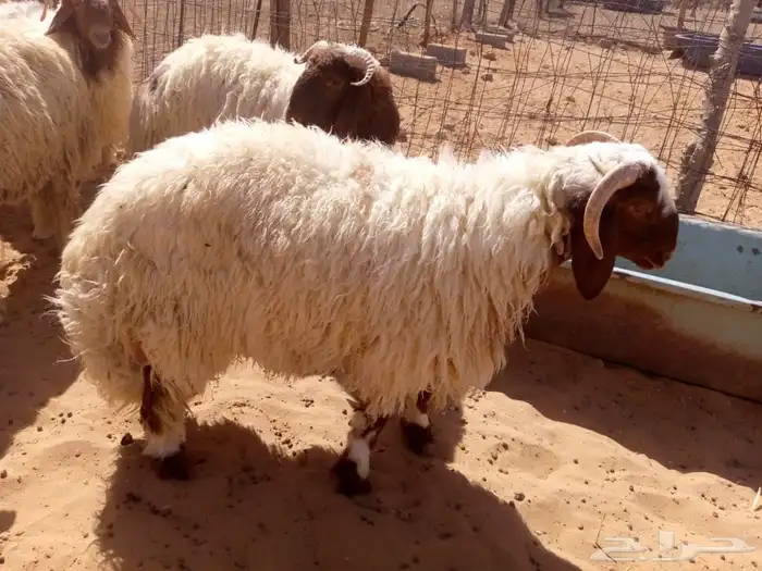 طليان نعيم للبيع 3