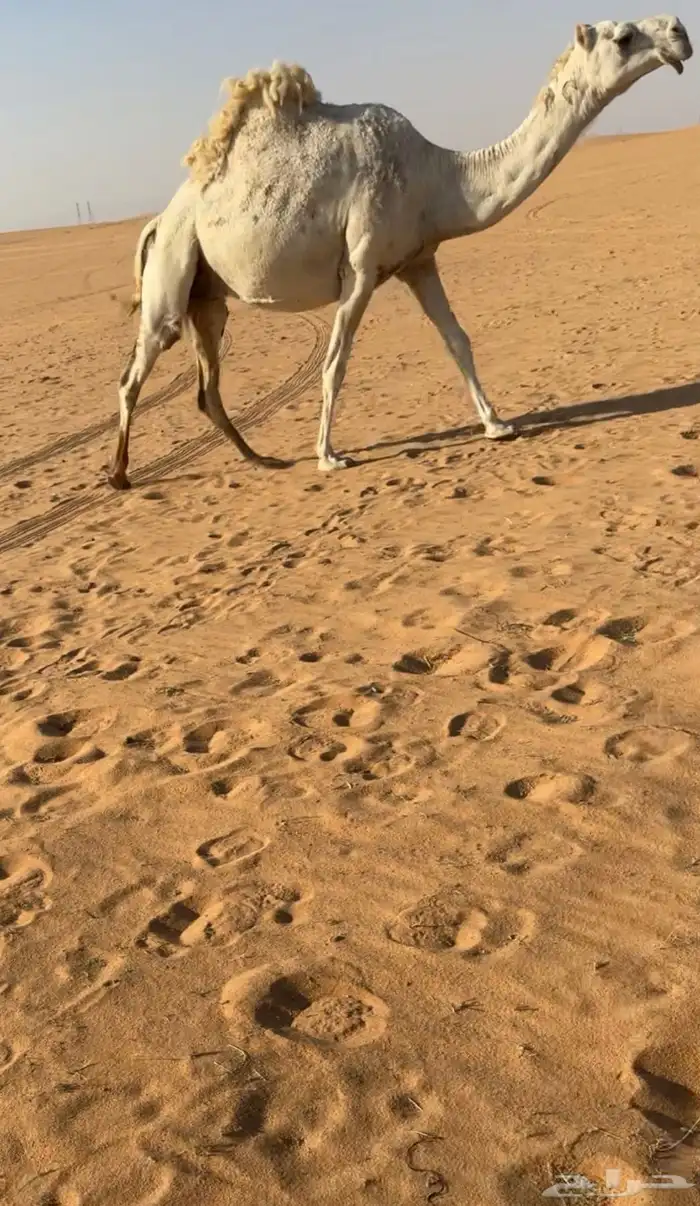 اللقحه الكفوو 0
