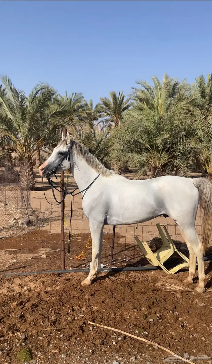 حصان جزيري 2