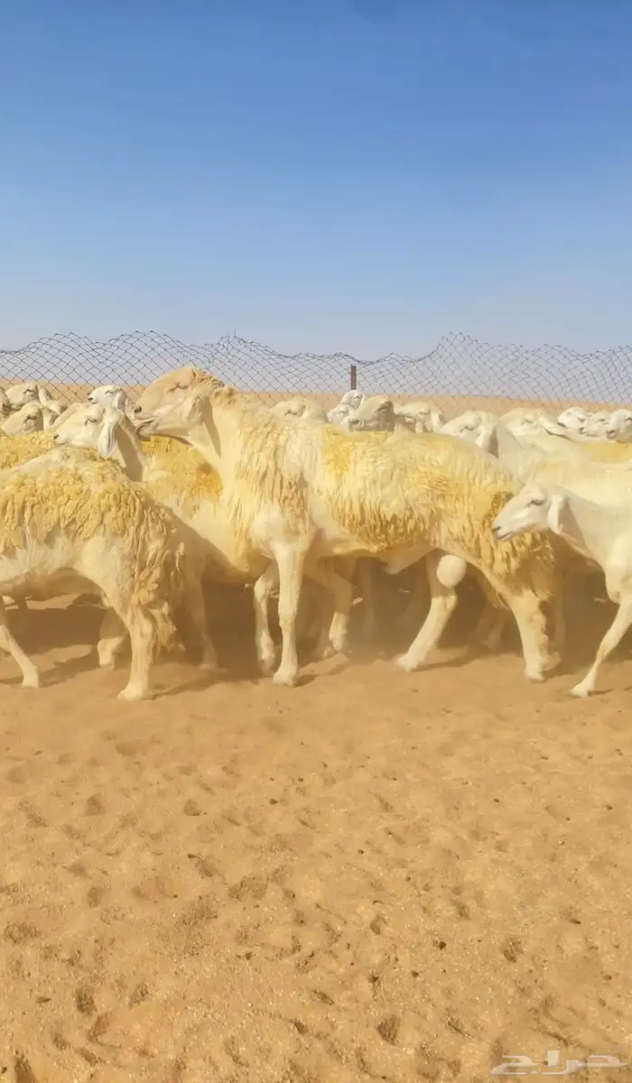 غنم حريات و رخال مراح حرش درجه اولى عدد 283 10
