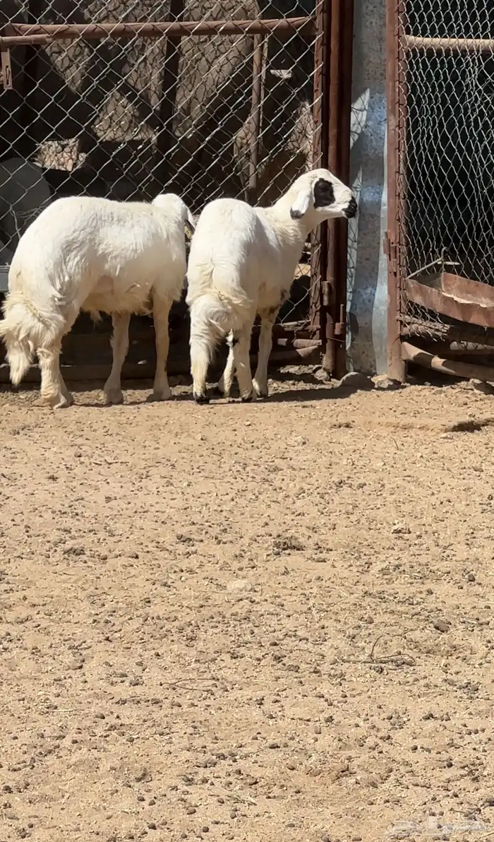 خرفان جذعان 2