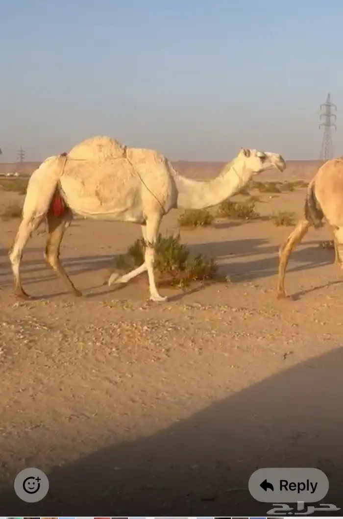 ناقة عسرى معها قعود طيب 0
