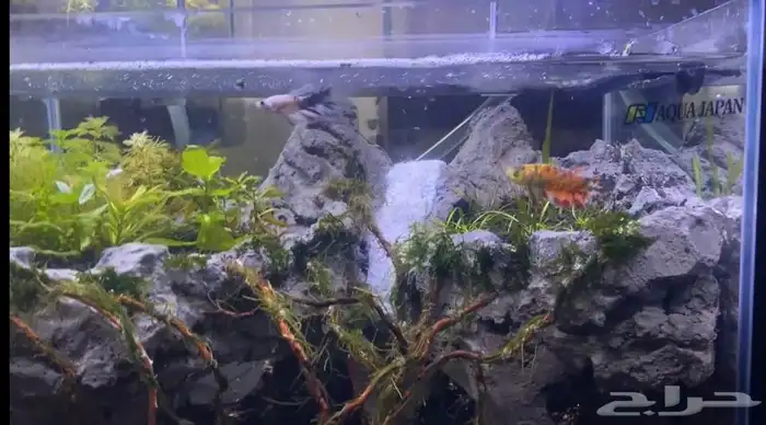 حوض أكواريوم بنظام الكهف   تصميم مميز وفريد 1