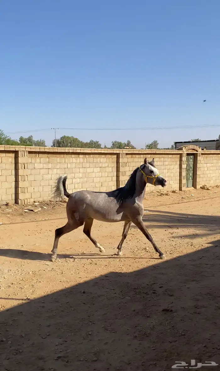 مهره شعبيه فاخره 5
