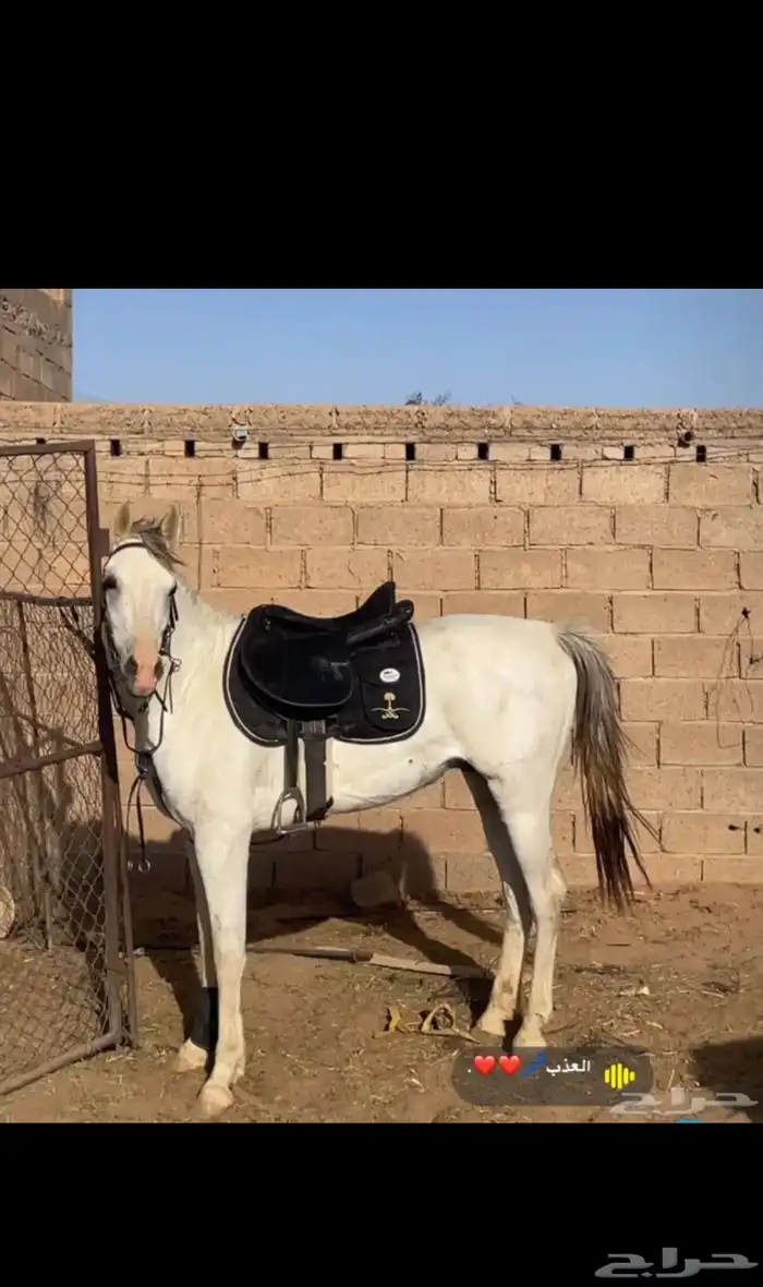 حصان جزيري 1