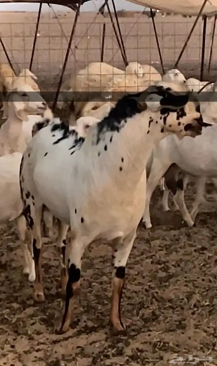 مشروع فحل بيشي 3