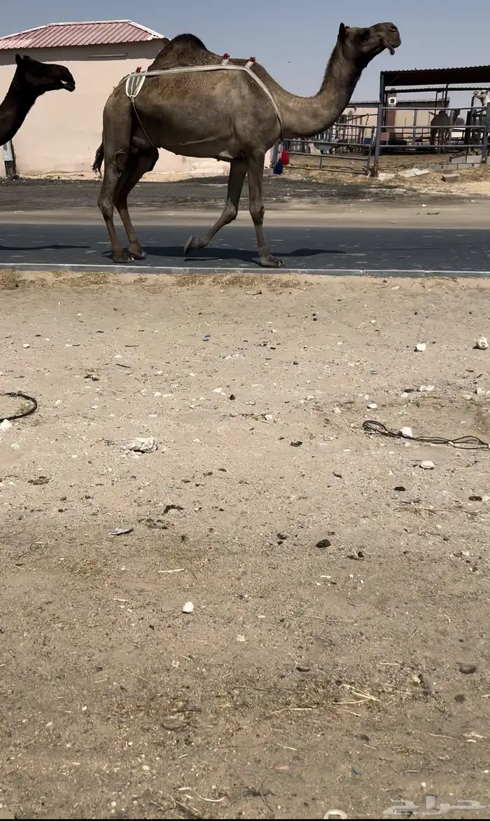 للبيع ضروبه كفو 1