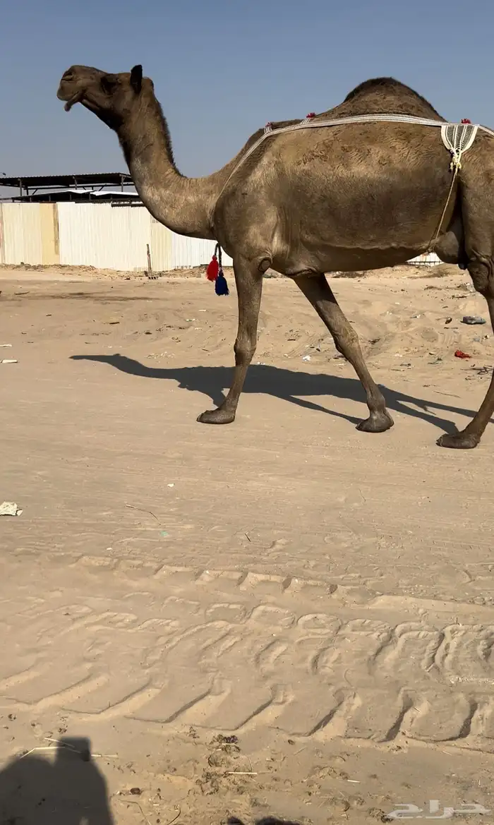 للبيع ضروبه كفو 0