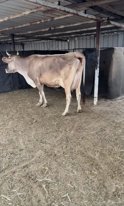 بقرة سويسري index