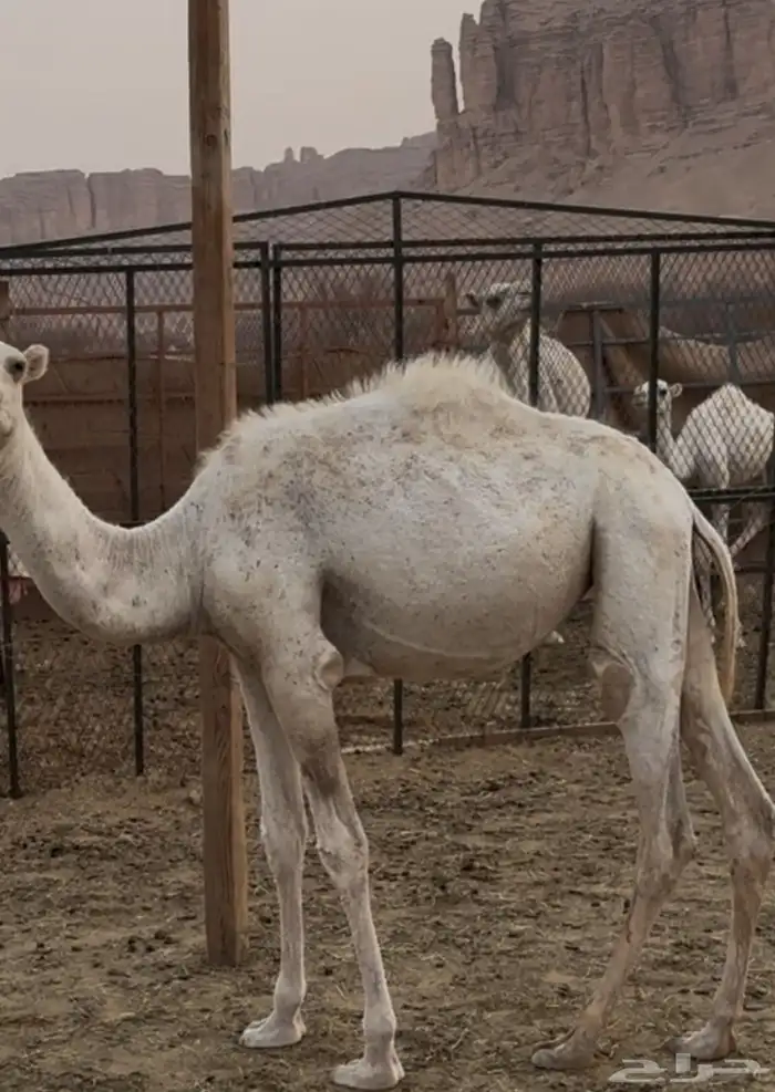 ابل 0