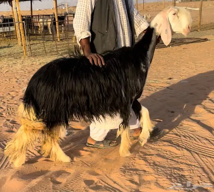 رخل نجديه نادره 2