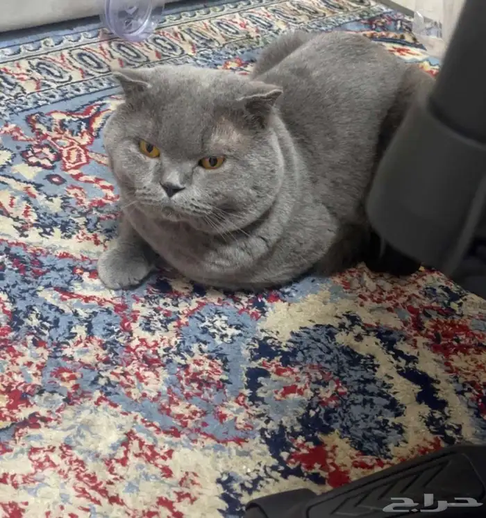 قطو 0