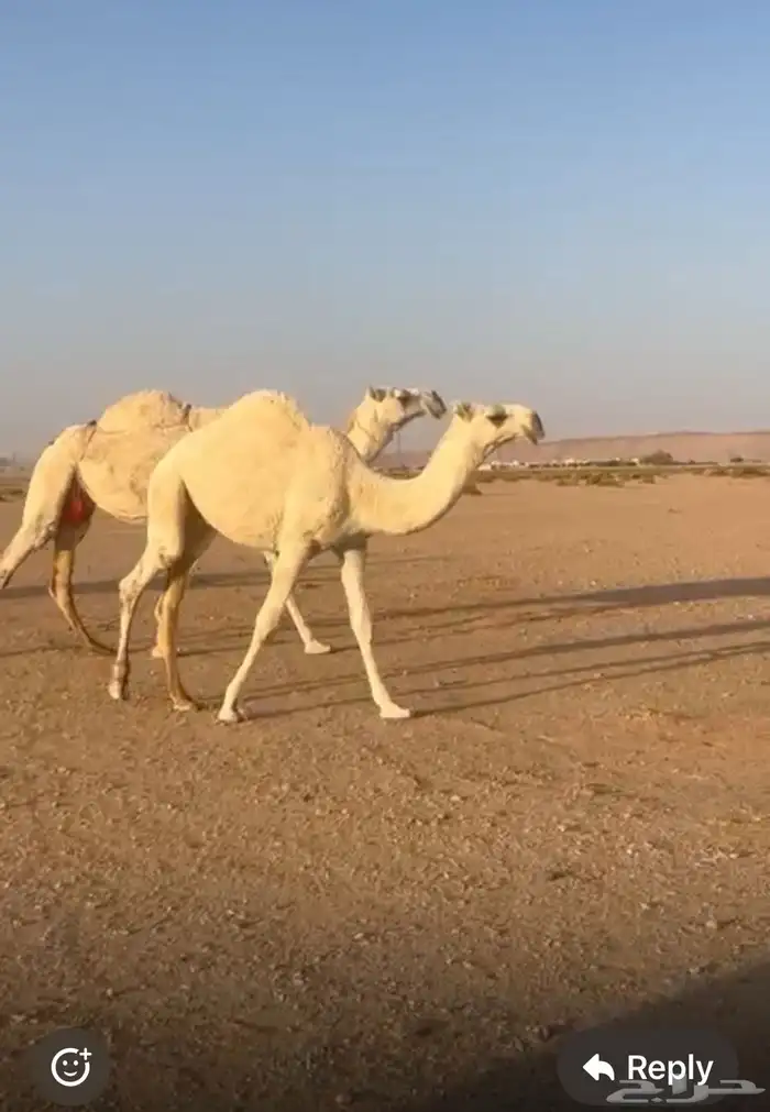 ناقة عسرى معها قعود طيب 1