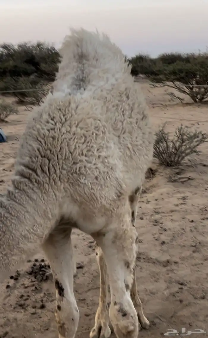 قعود للبيع 1
