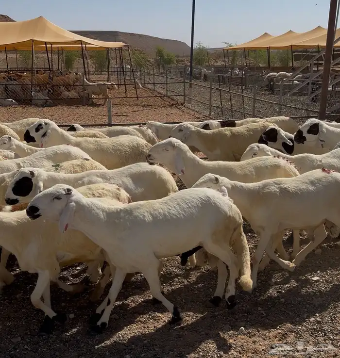 سواكن مرباه اكثر من شهر ماخذه جميع التحصينات سمان 0