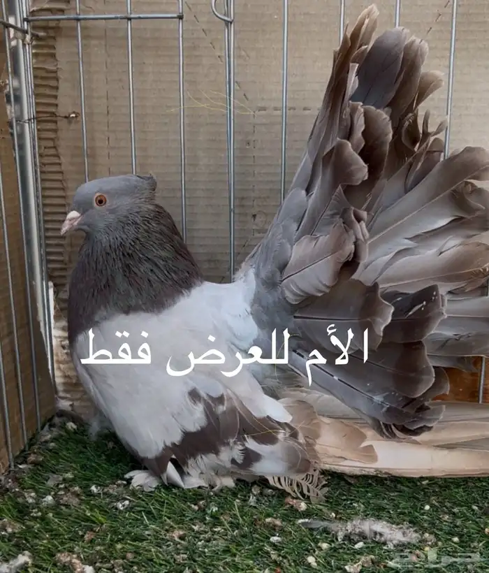 شمسي رقاص أمريكي 3