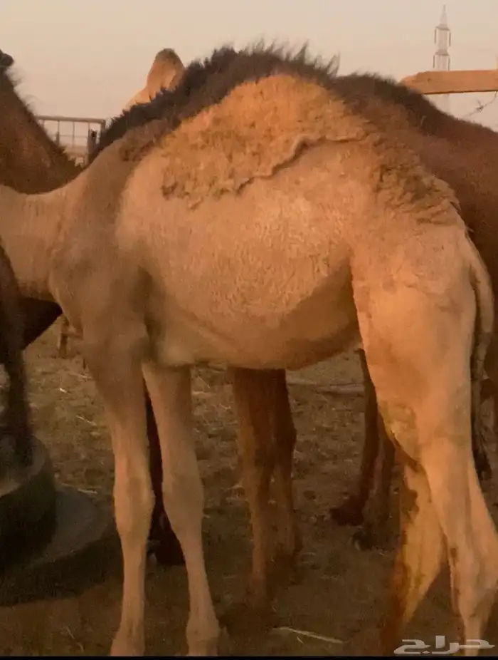 حشو فل الفل شحم 0