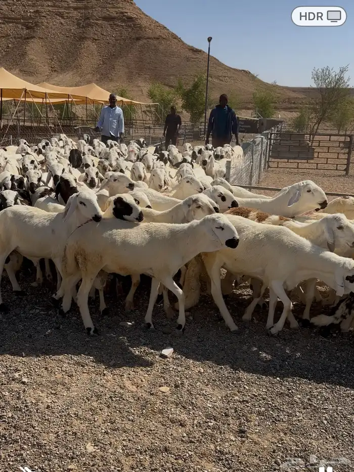 سواكن مرباه اكثر من شهر ماخذه جميع التحصينات سمان 1