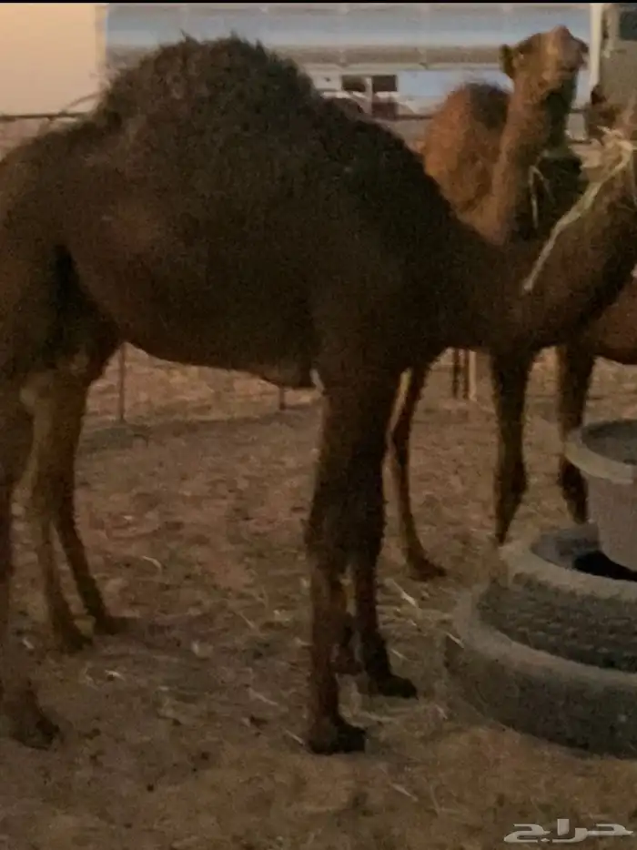 حشو فل الفل شحم 1