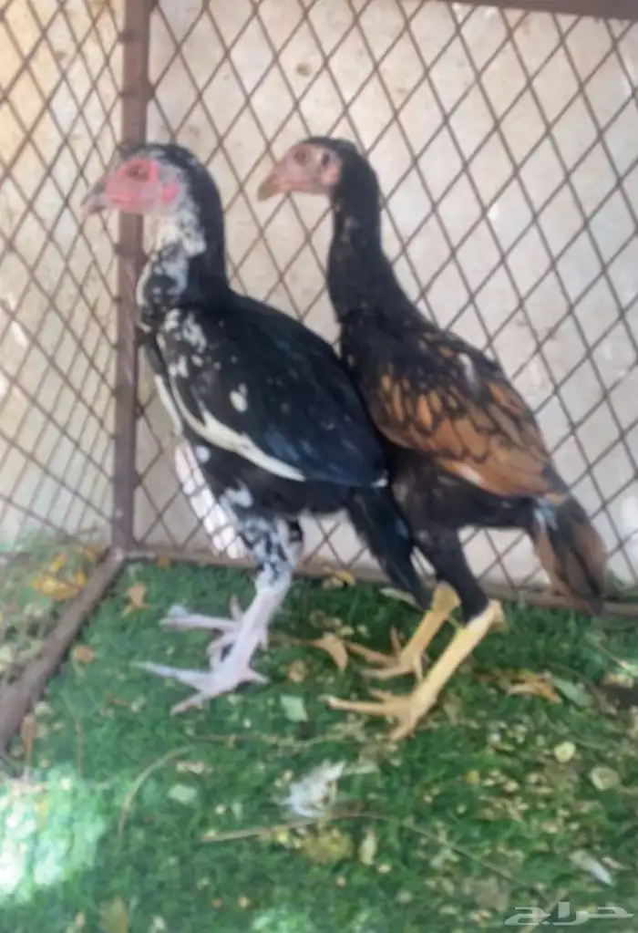 فروخ سندي بيور فواخر 9