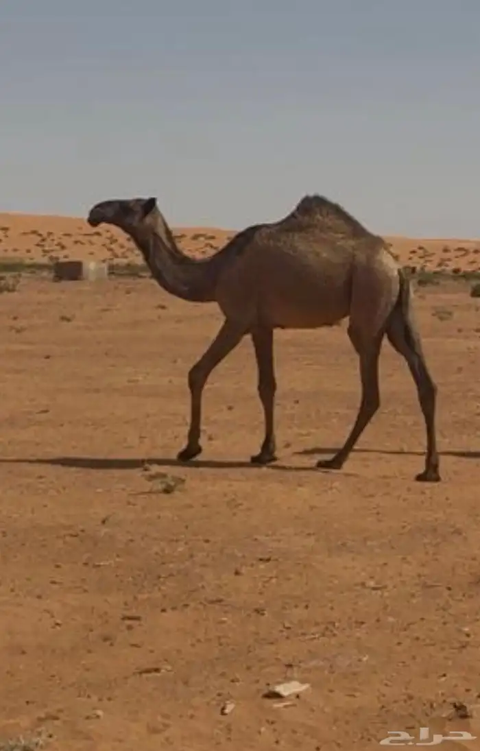 بكره حقة دبيانيه 0