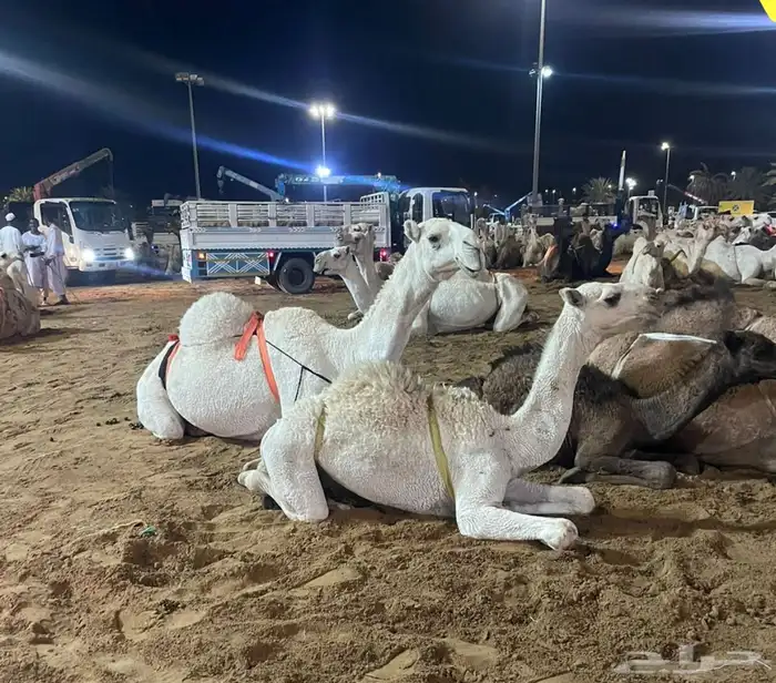 عشرا منتج طيبه 0